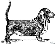 basset Pagine Di Culore Stampabile